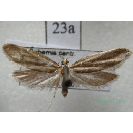 Agnoea josephinae (Toll, 1956) Czech23a